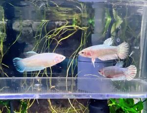 ☆発送日限定です☆ betta プラカット　メス3匹　セット　姫水槽