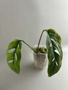 monstera cf obliqua collected in Yasuni ecuador モンステラ