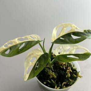 「マドカズラ 斑入り 164 」Monstera adansonii white variegata マドカズラ 斑入り oblique オブリクアの画像3