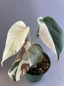 モンステラボルシギアナ ホワイトタイガーVarigated Monstera Borsigana white tiger 60411