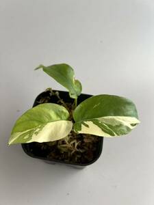 「paragon パラゴン88」　ラフィドフォラ テトラスペルマ斑入/ヒメモンステラ斑入り/Rhaphidophora tetrasperma variegata