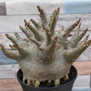 良型w6 アデニウム ドワーフ タコ足 塊根植物 コーデックス アラビカム アラビクム オベスム adenium dwarf