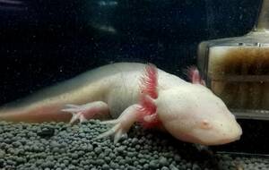 OASISAQUA parent size!a ruby no under son salamander approximately 18cm image individual!