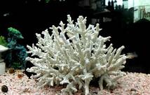 OASISAQUA　極美飾りサンゴ　枝サンゴ　ミドリイシ　サイズ約16xh15cm_画像1
