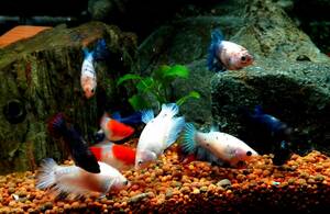 OASISAQUA super special price MIX show betta female immediately war power . close ML~L size 5 pcs set 