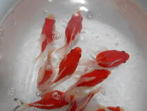 富山県産　玉サバ　２０２3年５月生まれ　短尾１０匹セット（1）_画像8