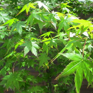 かなりのボリューム 自然樹形 春の芽吹き、秋の紅葉最高です ☆イロハモミジ☆ Ｈ2.3m 大人気 16の画像5