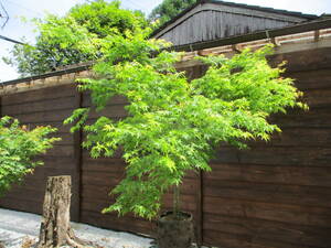  volume equipped nature . shape spring. . blow ., autumn . leaf highest. *iro is momiji* H2.3m W2.3m great popularity 26