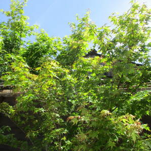 植樹の季節 春の芽吹き、秋の紅葉最高です ☆イロハモミジ☆ Ｈ2.4m 大人気 12の画像2