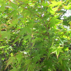 植樹の季節 春の芽吹き、秋の紅葉最高です ☆イロハモミジ☆ Ｈ2.4m 大人気 12の画像5