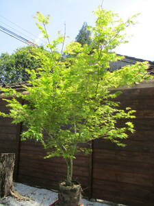 ... season spring. . blow ., autumn . leaf highest. *iro is momiji* H2.5m great popularity 13