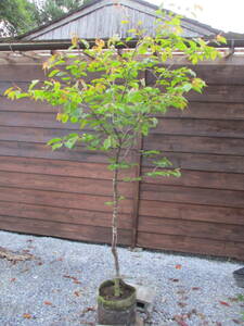 植樹の季節　記念樹に　綺麗です　☆サクラ　山桜☆　Ｈ2.2m　大人気　残りわずか　2