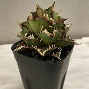 鉢のまま発送 ゴリ猫 赤猫 レッドキャットウィーズル アガベ チタノタ agave 台湾株 検索用清櫻 大白鯊 皇冠 悪魔くん SAD 白犀牛 スナグルの画像2