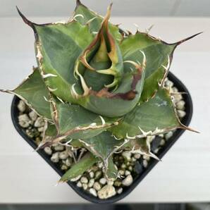 鉢のまま発送 斑入り チタノタ ノーネーム アガベ チタノタ agave 検索用清櫻 大白鯊 悪魔SAD 白犀牛 スナグルトゥース ハデス オアハカ の画像7