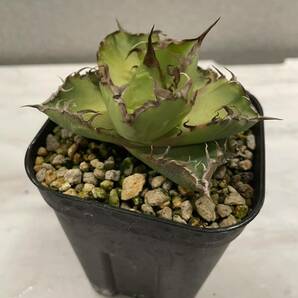 鉢のまま発送 ノーネーム アガベ チタノタ agave 検索用清櫻 大白鯊 皇冠 悪魔くん SAD 白犀牛 スナグルトゥース ハデス 魔丸 オアハカ の画像1