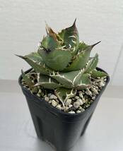 鉢のまま発送 斑入り チタノタ ノーネーム アガベ チタノタ agave 検索用清櫻 大白鯊 悪魔SAD 白犀牛 スナグルトゥース ハデス オアハカ _画像4