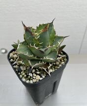 鉢のまま発送 斑入り チタノタ ノーネーム アガベ チタノタ agave 検索用清櫻 大白鯊 悪魔SAD 白犀牛 スナグルトゥース ハデス オアハカ _画像1