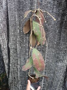ホヤ・ペニンシュラリス　旧sp.ペラック‘テディベア’　葉の渋い小判様葉の珍奇種