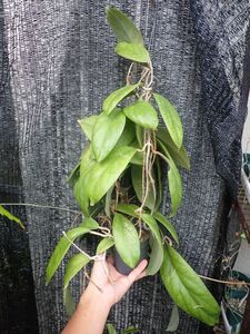 ホヤ‘ジェニファー’　葉模様の美しい大型の強健種