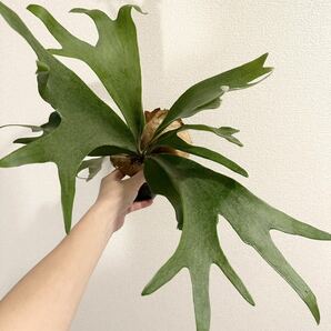 P.hillii 'wide leaf' 多分岐 選抜 大株 ビカクシダ ヒリー ドラゴン 胞子培養 コウモリラン スポアの画像2