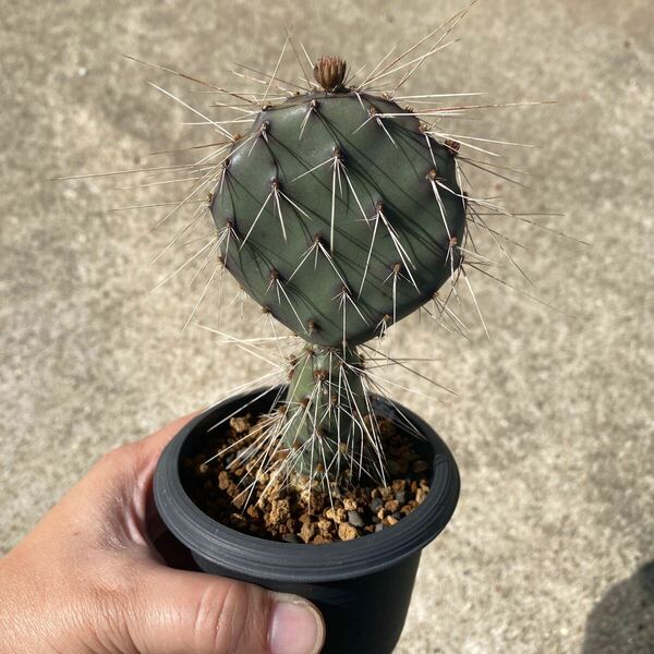 【送料無料】多肉植物　サボテン　オプンチア　Opuntia charlestonensis 実生