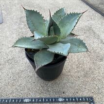 【抜き苗】多肉植物　アガベ　ブルーウェーブ Agave 観葉植物_画像3