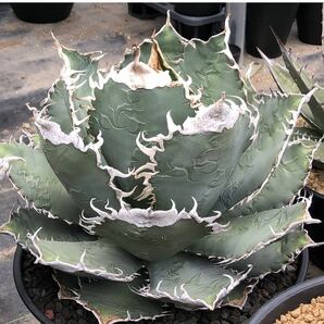 アガベ チタノタ ' BAKEMONO ' agave titanota ' BAKEMONO ' 1の画像1