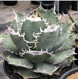 アガベ チタノタ ' BAKEMONO ' agave titanota ' BAKEMONO ' 1