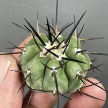 黒王丸 Copiapoa cinerea カキコ 8_画像2