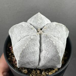 アストロフィツム 恩塚ランポー玉 Astrophytum myriostigma 12