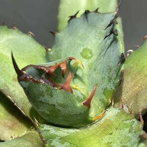 アガベ チタノタ キャンサー agave titanota CANCER 20の画像5