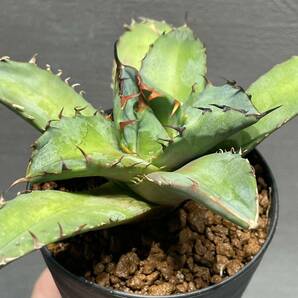 アガベ チタノタ キャンサー agave titanota CANCER 20の画像2