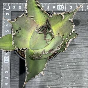 アガベ チタノタ [ IMPORT #74 ] Agave titanota [ IMPORT #74 ] 24の画像10