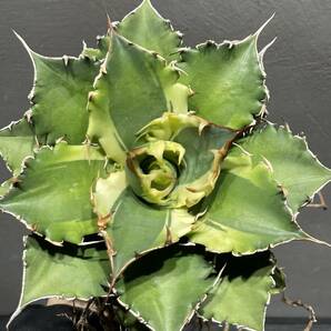 アガベ チタノタ ' シーズナル マルジナータ ' agave titanota ' seasonal marginata ' 9の画像3