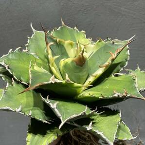 アガベ チタノタ ' シーズナル マルジナータ ' agave titanota ' seasonal marginata ' 9の画像2