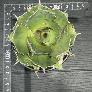 アガベ チタノタ FO076 コンパクタ agave titanota FO076 compacta from GG 22の画像8