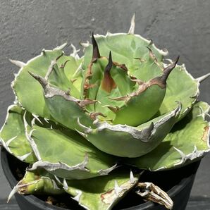 アガベ チタノタ FO076 コンパクタ agave titanota FO076 compacta from GG 22の画像1