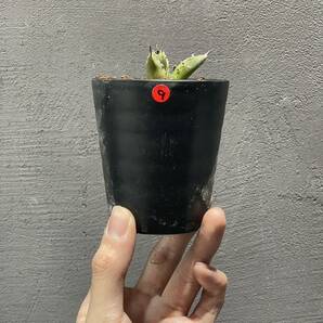 アガベ チタノタ ［WTC-G］agave titanota ［WTC-G］ 9の画像7