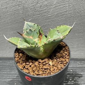 アガベ チタノタ FO076 コンパクタ agave titanota FO076 compacta from GG 12の画像7