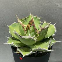 アガベ チタノタ ' 蟹 ' agave titanota ' 蟹 ' 21_画像1