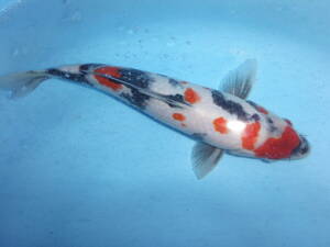 錦鯉　昭和三色　大日×桃太郎　ポンポン模様の粋な鯉です。