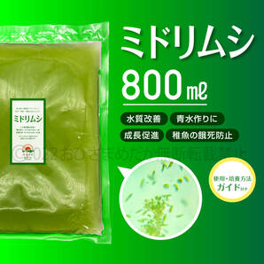 【ミドリムシ　種水　増量　800ml】めだか　メダカ　針子　エサ 稚魚　psb　 金魚　ミジンコ　クロレラ　ゾウリムシ 培養におすすめ