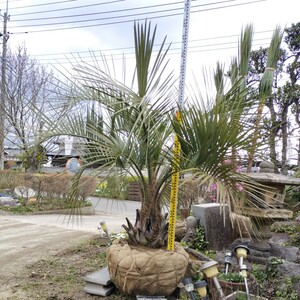  здесь s cocos nucifera Tsukuba город ... ограничение получения B