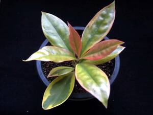 【美葉杢キリン錦 godseffiana f. variegata】ペレスキア☆多肉植物☆サボテン