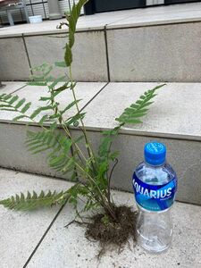 観葉植物 シダ植物 抜き苗