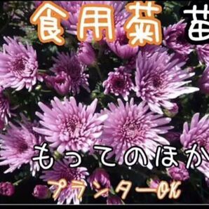 2、食用菊 もってのほか 抜き苗5本 野菜 花 家庭菜園