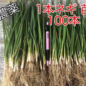 無農薬 1本ネギ 苗 100本 野菜 家庭菜園 節約 栽培