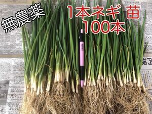 13.無農薬 1本ネギ 苗 100本 野菜 家庭菜園 節約 栽培