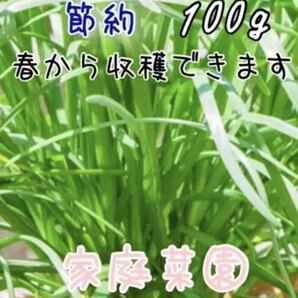 3.無農薬　大葉ニラ　苗　20本　野菜　家庭菜園