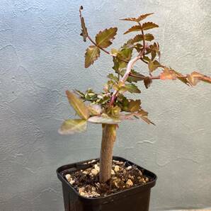 1.ブルセラ ファガロイデス Bursera fagaroides 実生 同梱可の画像1